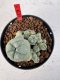 Lophophora williamsii 4-6 cm 10 years old seed ownroot flower seedling ロフォフォラ　烏羽玉　仔吹き サボテン