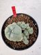 Lophophora williamsii 4-6 cm 10 years old seed ownroot flower seedling ロフォフォラ　烏羽玉　仔吹き サボテン