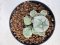 Lophophora williamsii 4-6 cm 10 years old seed ownroot flower seedling ロフォフォラ　烏羽玉　仔吹き サボテン