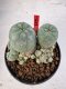 Lophophora williamsii 4-6 cm 10 years old seed ownroot flower seedling ロフォフォラ　烏羽玉　仔吹き サボテン