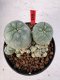 Lophophora williamsii 4-6 cm 10 years old seed ownroot flower seedling ロフォフォラ　烏羽玉　仔吹き サボテン