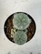 Lophophora williamsii 4-6 cm 10 years old seed ownroot flower seedling ロフォフォラ　烏羽玉　仔吹き サボテン