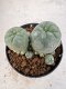 Lophophora williamsii 4-6 cm 10 years old seed ownroot flower seedling ロフォフォラ　烏羽玉　仔吹き サボテン