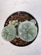 Lophophora williamsii 4-6 cm 10 years old seed ownroot flower seedling ロフォフォラ　烏羽玉　仔吹き サボテン