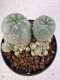 Lophophora williamsii 4-6 cm 10 years old seed ownroot flower seedling ロフォフォラ　烏羽玉　仔吹き サボテン