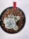 Lophophora williamsii 4-6 cm 10 years old seed ownroot flower seedling ロフォフォラ　烏羽玉　仔吹き サボテン