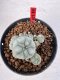 Lophophora williamsii 4-6 cm 10 years old seed ownroot flower seedling ロフォフォラ　烏羽玉　仔吹き サボテン