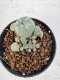 Lophophora williamsii 4-6 cm 10 years old seed ownroot flower seedling ロフォフォラ　烏羽玉　仔吹き サボテン