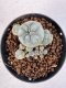 Lophophora williamsii 4-6 cm 10 years old seed ownroot flower seedling ロフォフォラ　烏羽玉　仔吹き サボテン