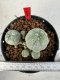 Lophophora williamsii 4-6 cm 10 years old seed ownroot flower seedling ロフォフォラ　烏羽玉　仔吹き サボテン