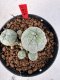 Lophophora williamsii 4-6 cm 10 years old seed ownroot flower seedling ロフォフォラ　烏羽玉　仔吹き サボテン