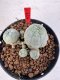 Lophophora williamsii 4-6 cm 10 years old seed ownroot flower seedling ロフォフォラ　烏羽玉　仔吹き サボテン