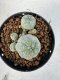 Lophophora williamsii 4-6 cm 10 years old seed ownroot flower seedling ロフォフォラ　烏羽玉　仔吹き サボテン