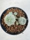 Lophophora williamsii 4-6 cm 10 years old seed ownroot flower seedling ロフォフォラ　烏羽玉　仔吹き サボテン