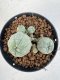 Lophophora williamsii 4-6 cm 10 years old seed ownroot flower seedling ロフォフォラ　烏羽玉　仔吹き サボテン