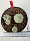 Lophophora williamsii 4-6 cm 10 years old seed ownroot flower seedling ロフォフォラ　烏羽玉　仔吹き サボテン