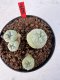 Lophophora williamsii 4-6 cm 10 years old seed ownroot flower seedling ロフォフォラ　烏羽玉　仔吹き サボテン