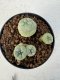 Lophophora williamsii 4-6 cm 10 years old seed ownroot flower seedling ロフォフォラ　烏羽玉　仔吹き サボテン