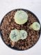 Lophophora williamsii 4-6 cm 10 years old seed ownroot flower seedling ロフォフォラ　烏羽玉　仔吹き サボテン