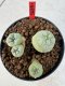 Lophophora williamsii 4-6 cm 10 years old seed ownroot flower seedling ロフォフォラ　烏羽玉　仔吹き サボテン