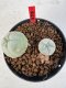 Lophophora williamsii 4-6 cm 10 years old seed ownroot flower seedling ロフォフォラ　烏羽玉　仔吹き サボテン