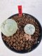 Lophophora williamsii 4-6 cm 10 years old seed ownroot flower seedling ロフォフォラ　烏羽玉　仔吹き サボテン