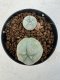 Lophophora williamsii 4-6 cm 10 years old seed ownroot flower seedling ロフォフォラ　烏羽玉　仔吹き サボテン