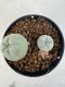 Lophophora williamsii 4-6 cm 10 years old seed ownroot flower seedling ロフォフォラ　烏羽玉　仔吹き サボテン