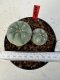 Lophophora williamsii 4-6 cm 10 years old seed ownroot flower seedling ロフォフォラ　烏羽玉　仔吹き サボテン