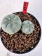 Lophophora williamsii 4-6 cm 10 years old seed ownroot flower seedling ロフォフォラ　烏羽玉　仔吹き サボテン