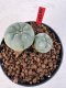 Lophophora williamsii 4-6 cm 10 years old seed ownroot flower seedling ロフォフォラ　烏羽玉　仔吹き サボテン