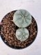 Lophophora williamsii 4-6 cm 10 years old seed ownroot flower seedling ロフォフォラ　烏羽玉　仔吹き サボテン