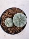 Lophophora williamsii 4-6 cm 10 years old seed ownroot flower seedling ロフォフォラ　烏羽玉　仔吹き サボテン