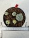 Lophophora williamsii 4-6 cm 10 years old seed ownroot flower seedling ロフォフォラ　烏羽玉　仔吹き サボテン