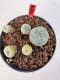 Lophophora williamsii 4-6 cm 10 years old seed ownroot flower seedling ロフォフォラ　烏羽玉　仔吹き サボテン