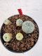 Lophophora williamsii 4-6 cm 10 years old seed ownroot flower seedling ロフォフォラ　烏羽玉　仔吹き サボテン