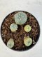 Lophophora williamsii 4-6 cm 10 years old seed ownroot flower seedling ロフォフォラ　烏羽玉　仔吹き サボテン