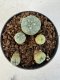 Lophophora williamsii 4-6 cm 10 years old seed ownroot flower seedling ロフォフォラ　烏羽玉　仔吹き サボテン