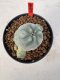 Lophophora williamsii 4-6 cm 10 years old seed ownroot flower seedling ロフォフォラ　烏羽玉　仔吹き サボテン