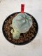 Lophophora williamsii 4-6 cm 10 years old seed ownroot flower seedling ロフォフォラ　烏羽玉　仔吹き サボテン