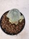 Lophophora williamsii 4-6 cm 10 years old seed ownroot flower seedling ロフォフォラ　烏羽玉　仔吹き サボテン