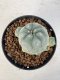 Lophophora williamsii 4-6 cm 10 years old seed ownroot flower seedling ロフォフォラ　烏羽玉　仔吹き サボテン