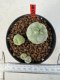 Lophophora williamsii 4-6 cm 10 years old seed ownroot flower seedling ロフォフォラ　烏羽玉　仔吹き サボテン