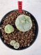 Lophophora williamsii 4-6 cm 10 years old seed ownroot flower seedling ロフォフォラ　烏羽玉　仔吹き サボテン