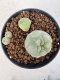 Lophophora williamsii 4-6 cm 10 years old seed ownroot flower seedling ロフォフォラ　烏羽玉　仔吹き サボテン