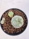 Lophophora williamsii 4-6 cm 10 years old seed ownroot flower seedling ロフォフォラ　烏羽玉　仔吹き サボテン