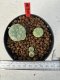 Lophophora williamsii 4-6 cm 10 years old seed ownroot flower seedling ロフォフォラ　烏羽玉　仔吹き サボテン