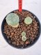 Lophophora williamsii 4-6 cm 10 years old seed ownroot flower seedling ロフォフォラ　烏羽玉　仔吹き サボテン