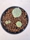 Lophophora williamsii 4-6 cm 10 years old seed ownroot flower seedling ロフォフォラ　烏羽玉　仔吹き サボテン