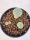 Lophophora williamsii 4-6 cm 10 years old seed ownroot flower seedling ロフォフォラ　烏羽玉　仔吹き サボテン